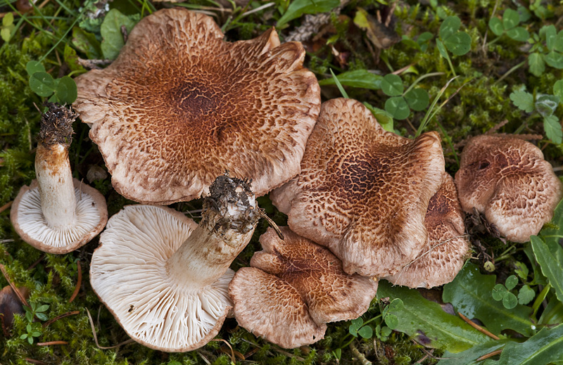 Tricholoma vaccinum